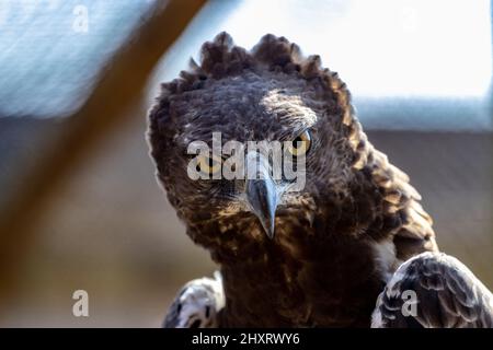 Gros plan d'un aigle couronné sous la lumière du soleil Banque D'Images