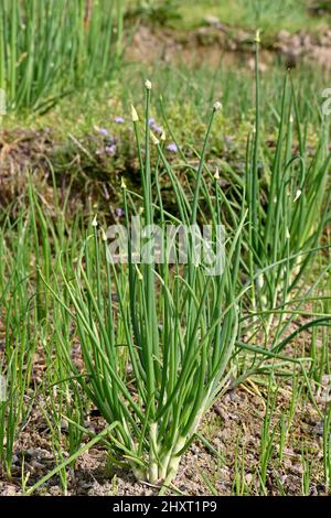 gros plan sur le bouquet d'oignons verts mûrs avec des graines poussant dans la ferme sur fond vert-brun hors foyer. Banque D'Images