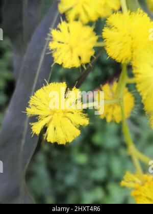 Photo verticale de la fleur jaune Mimosa dans le jardin sur fond flou Banque D'Images