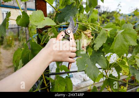 Femme jardinant dans l'arrière-cour. Femmes mains avec sécateurs coupant des feuilles flétries sur la vigne. Jardinage saisonnier, élagage des plantes avec des sécateurs Banque D'Images