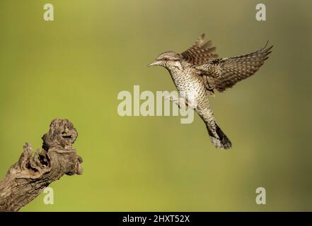 Tour de cou eurasien (Jynx torquilla) en vol, Espagne Banque D'Images