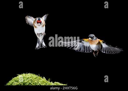 Bramblings en vol (Fringilla montifringilla), Salamanque, Castilla y Leon, Espagne Banque D'Images