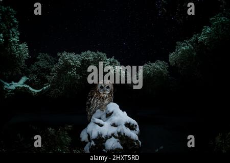 Tawny Owl (Strix aluco) la nuit, Salamanque, Castilla y Leon, Espagne Banque D'Images