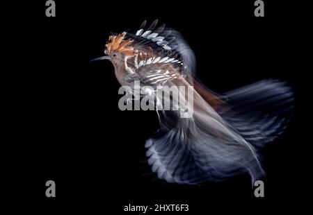 Hoopoe (Upupa epops) en vol, Salamanque, Castilla y Leon, Espagne Banque D'Images