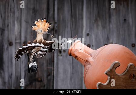 Hoopoe (Upupa epops) en vol avec des proies sur le pic pour nourrir les bébés, Salamanque, Castilla y Leon, Espagne Banque D'Images