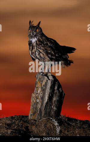 L'aigle-hibou eurasien (Bubo bubo), Salamanque, Castilla y Leon, Espagne Banque D'Images