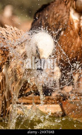 Griffon Vulture (Gyps fulvus), Salamanque, Castilla y Leon, Espagne Banque D'Images