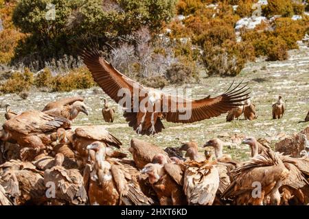 Groupe de vautours griffon (Gyps fulvus) et un en vol, Salamanque, Castilla y Leon, Espagne Banque D'Images