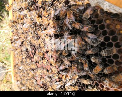 Gros plan d'abeilles dans une ruche faisant du miel Banque D'Images