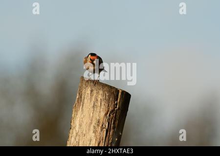 Gros plan de la perchée d'or européenne sur le poteau en bois. Carduelis carduelis. Banque D'Images