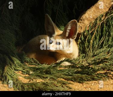 Gros plan du renard fénec mignon dans son habitat naturel. Vulpes zerda. Banque D'Images