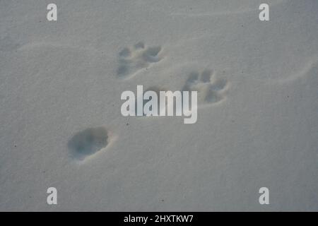 Le lapin de l'est (Sylvilagus floridanus) suit dans la neige Banque D'Images