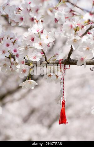 une ficelle rouge et blanche, connue sous le nom de martisor roumain europe de l'est première tradition de mars accrochée à une branche de cerisier en fleur Banque D'Images