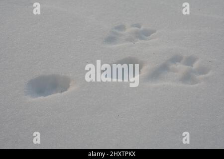 Le lapin de l'est (Sylvilagus floridanus) suit dans la neige Banque D'Images