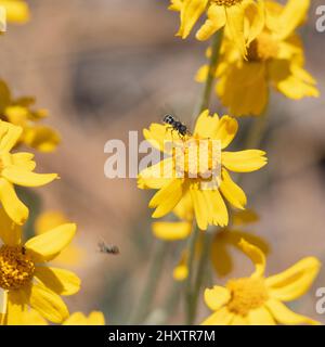 Inflorescences de tête de racémose à fleurs jaunes de Eriophyllum lanatum, Asteraceae, plante herbacée vivace indigène dans les montagnes de San Bernardino, été. Banque D'Images