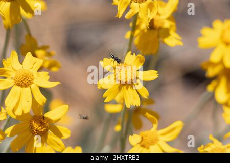 Inflorescences de tête de racémose à fleurs jaunes de Eriophyllum lanatum, Asteraceae, plante herbacée vivace indigène dans les montagnes de San Bernardino, été. Banque D'Images