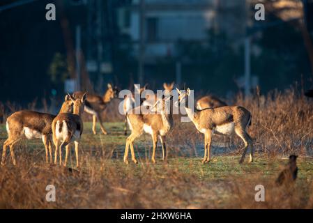 la gazelle de montagne se dresse, contre un arrière-gro flou. Dans la réserve naturelle de Deer Valley, Jérusalem. Vallée de la Gazelle Jérusalem Banque D'Images