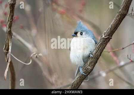 Titsouris touffeté (Baeolophus bicolor) perçant sur une branche d'arbre. Parc historique national de Chesapeake et du canal de l'Ohio. Maryland. ÉTATS-UNIS Banque D'Images