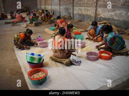 Femmes travaillant dans une usine de noix de cajou à la veille de la Journée internationale de la femme, à la périphérie d'Agartala. La Journée internationale de la femme est célébrée chaque année le 8 mars pour commémorer les réalisations culturelles, politiques et socio-économiques des femmes. Tripura, Inde. Banque D'Images