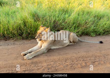 Lioness se trouvant sur une route de gravier dans le bushveld sud-africain. Banque D'Images