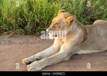 Gros plan tête et épaules sur une lionne dans le parc national Kruger en Afrique du Sud. Le lion est posé dans une route de gravier. Banque D'Images