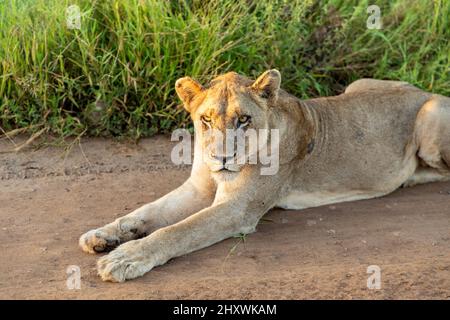 Gros plan d'une lionne située sur une route de gravier sous le soleil du matin. Parc national Kruger, Afrique du Sud Banque D'Images