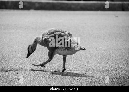 Photo noir et blanc d'une petite oie dans un parc Banque D'Images