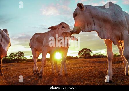 Gros plan de vaches Brahman américaines debout sur une pelouse verte contre un ciel doré au coucher du soleil Banque D'Images