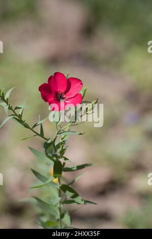 Linum grandiflorum . Une fleur sauvage de Californie communément connue sous le nom de lin écarlate, lin rouge et lin cramoisi. Culture dans un hedgerow de Californie du Sud. Banque D'Images