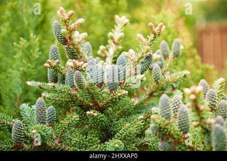 Lot de cônes sur des branches de sapin coréen. Vous pourrez également vous faire dorer dans le jardin à la lumière dorée le jour de l'été. Banque D'Images