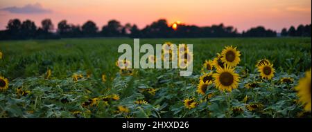 Vue fascinante sur les tournesols cultivés dans le champ avec le ciel de coucher de soleil sur le fond Banque D'Images