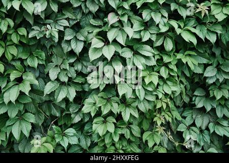 Mur recouvert par les feuilles de raisin sauvage. Fond naturel de l'usine d'escalade. Jardinage décoratif. Banque D'Images