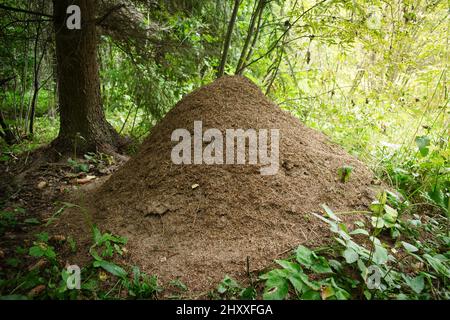 Énorme anthill dans la forêt d'été à l'heure du matin. Banque D'Images