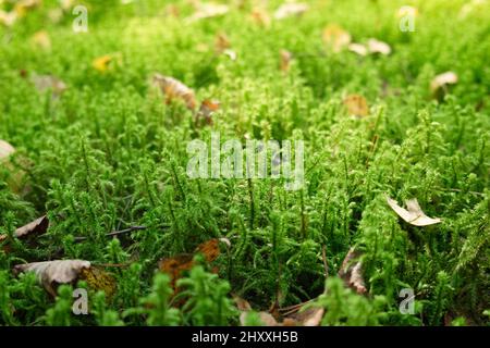 Gros plan de mousse verte fraîche dans la forêt. Fond de texture mousse. Superbe image macro. Banque D'Images