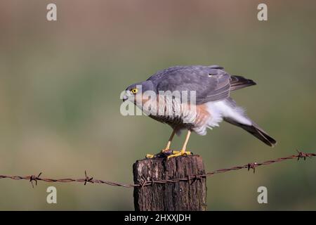 Le sparrowhawk eurasien, également connu sous le nom de sparrowhawk du nord ou simplement le sparrowhawk, est un petit oiseau de proie. Banque D'Images