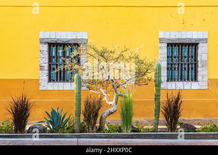 Loreto, Baja California sur, Mexique. Jardin de Cactus en face d'un bâtiment en stuc jaune. Banque D'Images