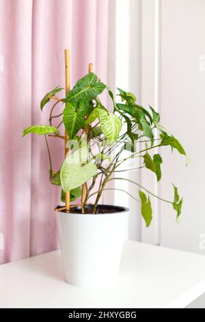 Maison en pot syngonium podophyllum sur table, rideau en tissu rose avec drapery. Purificateur d'air. Décoration intérieure de la maison de plante. Support Bamboo. Banque D'Images