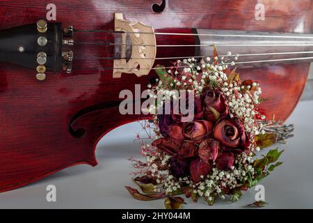 Roses séchées sur fond blanc. Violoncelle Banque D'Images