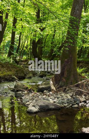 ruisseau dans des bois de hêtre carpates. forêt profonde dans la lumière de l'appled. pierres et racines sur la rive. paysage naturel vert au printemps Banque D'Images