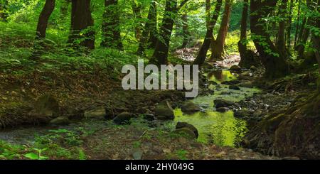 petite rivière dans les bois de hêtre de carpates. forêt profonde dans la lumière de l'eau. paysage vert de la nature sur une journée ensoleillée au printemps Banque D'Images