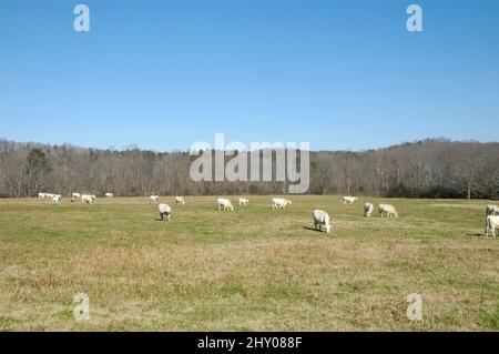 Le bétail blanc en collines de North Georgia USA Banque D'Images