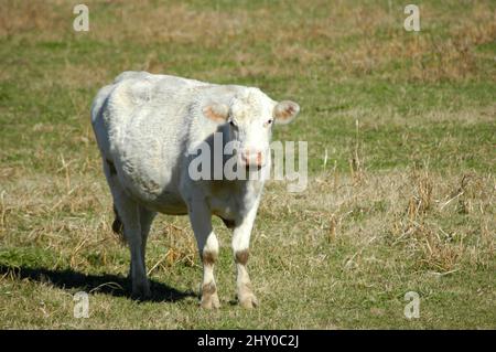 Le bétail blanc en collines de North Georgia USA Banque D'Images