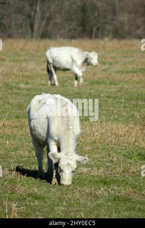 Le bétail blanc en collines de North Georgia USA Banque D'Images