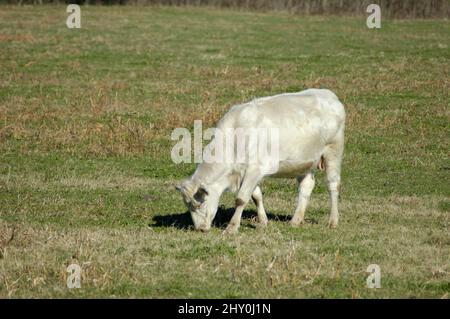 Le bétail blanc en collines de North Georgia USA Banque D'Images