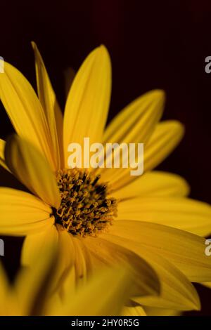 Plan vertical d'un tournesol rigide sur fond noir Banque D'Images