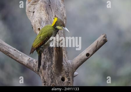 Gros plan du pic de la plus grande espèce de yellowape perchée sur l'arbre. Chrysophlegma flavinucha. Banque D'Images