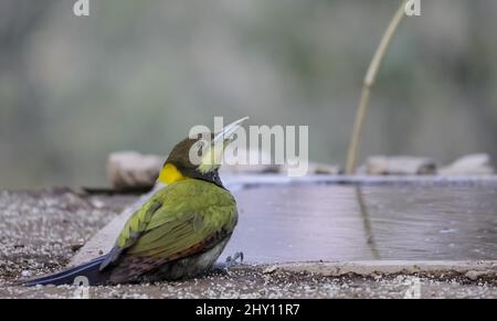 Gros plan du pic de la plus grande yellownape. Chrysophlegma flavinucha. Banque D'Images