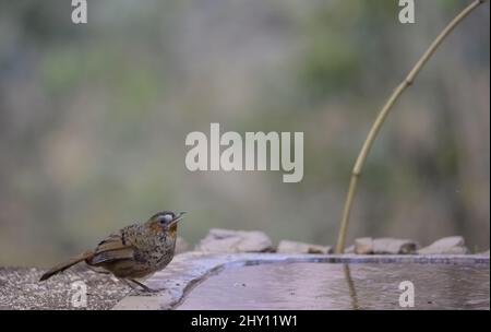 Gros plan sur la rigole rufous-chined. Ianthocinta rufogularis. Banque D'Images