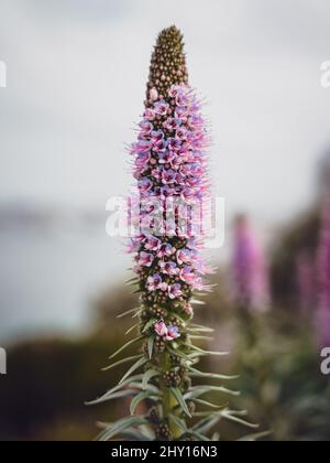 Plan vertical d'une fleur d'un échium candaïen qui pousse dans le fond des mêmes fleurs. Banque D'Images