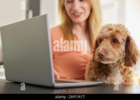 Femme avec chien de Cockapoo d'animal recherchant l'assurance sur ordinateur portable à la maison Banque D'Images